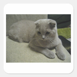 Adesivo Quadrado Scottish_fold que coloca 2.png