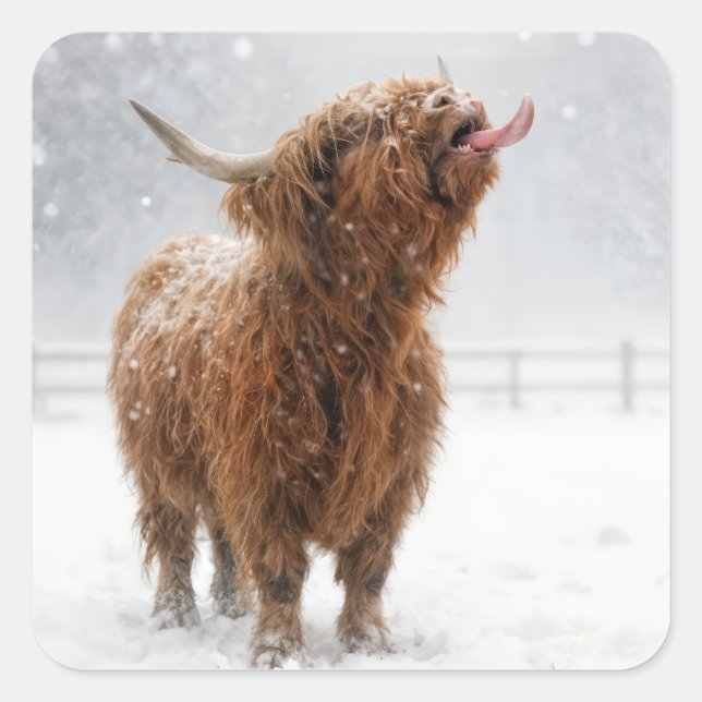 Adesivo Quadrado Scottish Highland Cow Licking Snowflakes (Frente)