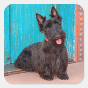 Adesivo Quadrado Scottish Terrier que senta-se pela entrada