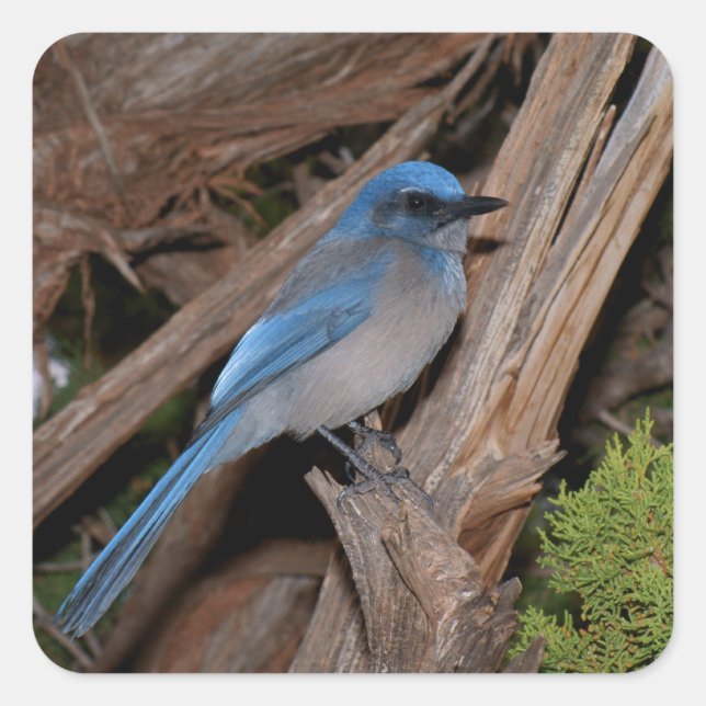Adesivo Quadrado Scrub Jay (Frente)