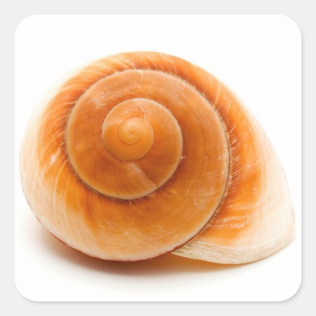 Adesivo Quadrado Seashell (Frente)