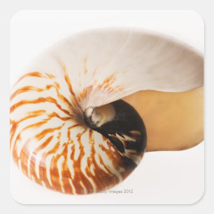 Adesivo Quadrado Seashell do nautilus (stenomphalus do nautilus)