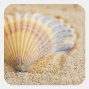 Adesivo Quadrado Seashell doce