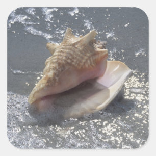 Adesivo Quadrado Seashell na ilha da praia   Sanibel, Florida