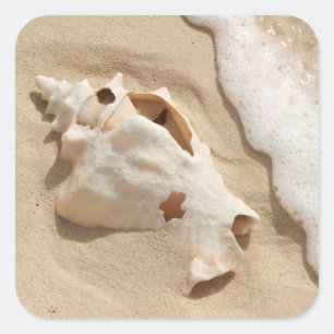 Adesivo Quadrado Seashell na ilha das Caraíbas grande do turco da