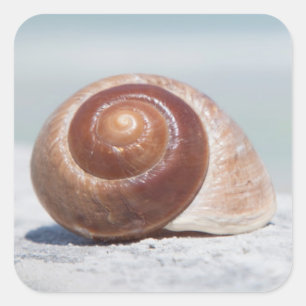 Adesivo Quadrado Seashell   St Petersburg, Florida