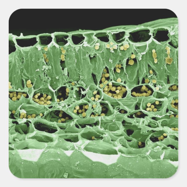 Adesivo Quadrado Seção Cruzada de Folha (Frente)