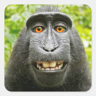 Adesivo Quadrado Selfie de Macaco