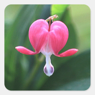 Adesivo Quadrado Selos De Convite Para Casamento Com Flor Coração