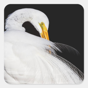 Adesivo Quadrado Sempre Egrets