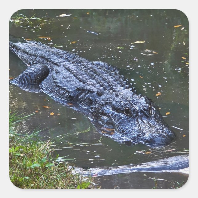 Adesivo Quadrado Shadow in the Shallows (Frente)