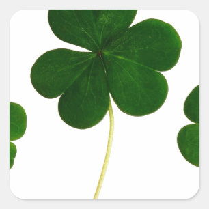 Adesivo Quadrado Shamrock Dia de São Patrício