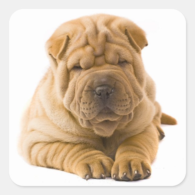 Adesivo Quadrado Shar Pei Puppy Dog Sticker / Selos (Frente)