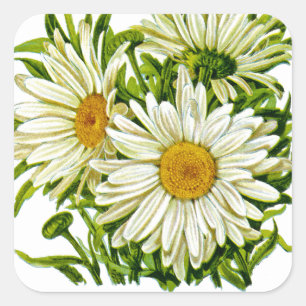 Adesivo Quadrado Shasta Daisy Vintage Seed Packet