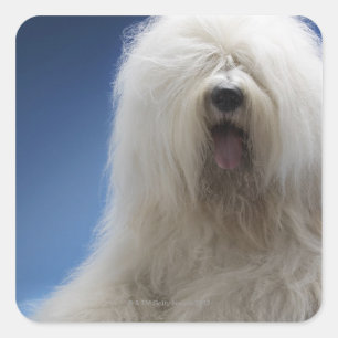 Adesivo Quadrado Sheepdog