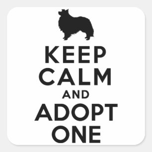 Adesivo Quadrado Sheepdog de Shetland