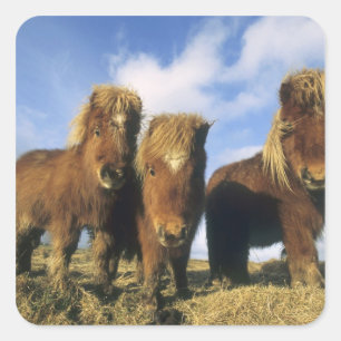 Adesivo Quadrado Shetland Pony, ilhas Shetland do continente,