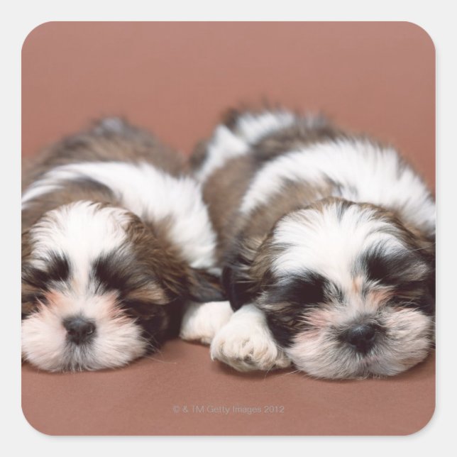 Adesivo Quadrado Shih Tzu (Frente)