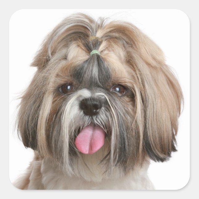 Adesivo Quadrado Shih Tzu Puppy Dog Saudando Stickers (Frente)