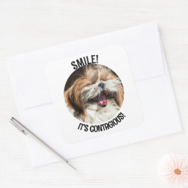 Adesivo Quadrado Shihtzu sorrindo é um texto personalizado contagio