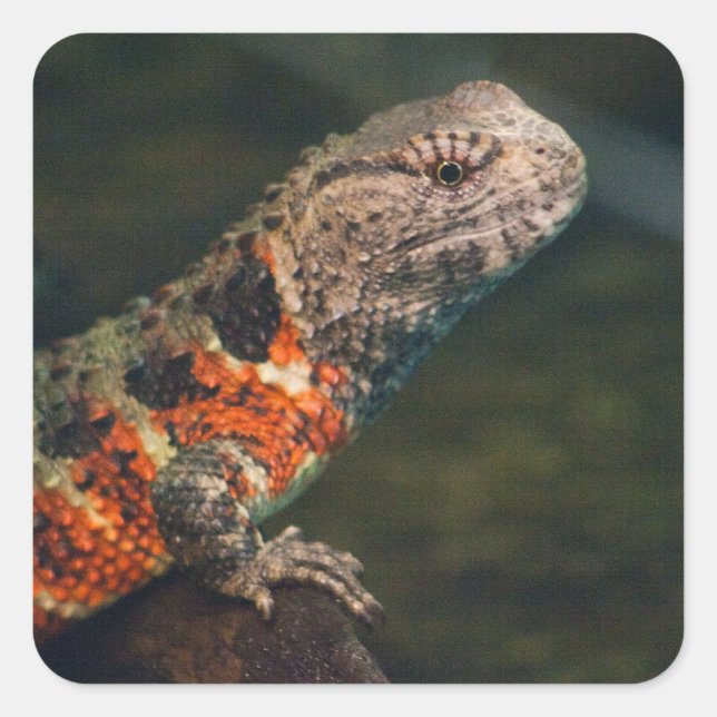 Adesivo Quadrado Shinisaurus crocodilurus (Frente)