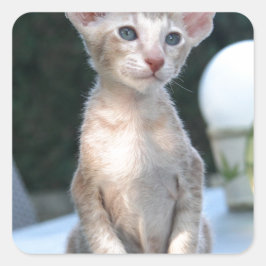 Adesivo Quadrado Siamese Kitten em uma mesa