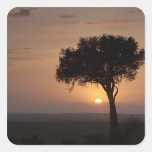 Adesivo Quadrado Silhueta de árvore na planície, Masai Mara 2