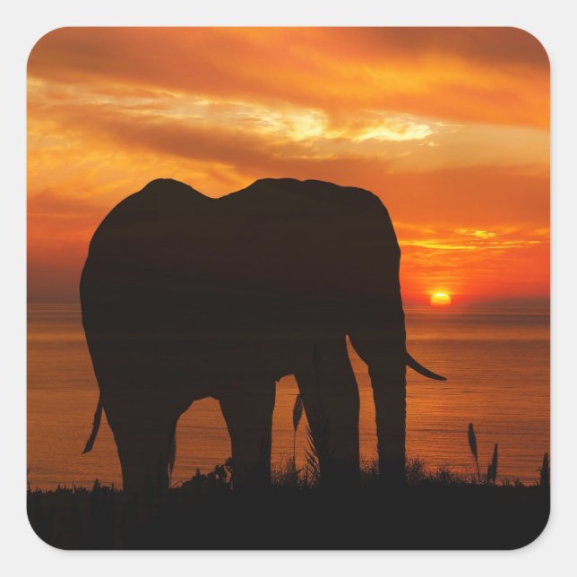 Adesivo Quadrado Silhueta de Elefante ao Pôr do Sol (Frente)