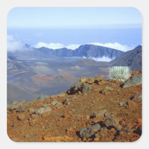 Adesivo Quadrado Silversword no cume da cratera Haleakala a partir
