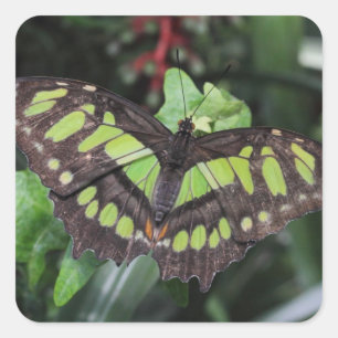 Adesivo Quadrado Siproeta stelenes