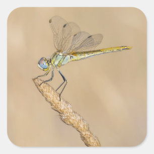 Adesivo Quadrado Skimmer Dragonfly Insect Female (CC BY 4.0)