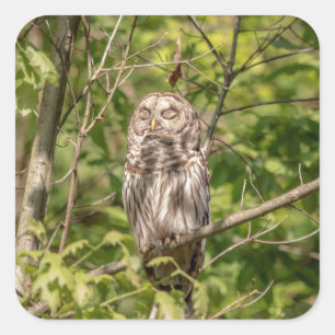Adesivo Quadrado Sleepy Barred Owl
