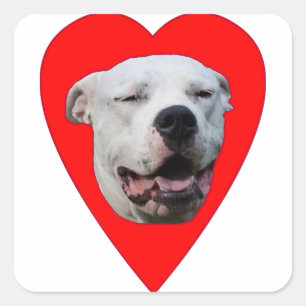 Adesivo Quadrado Smiling Dogo Argentino
