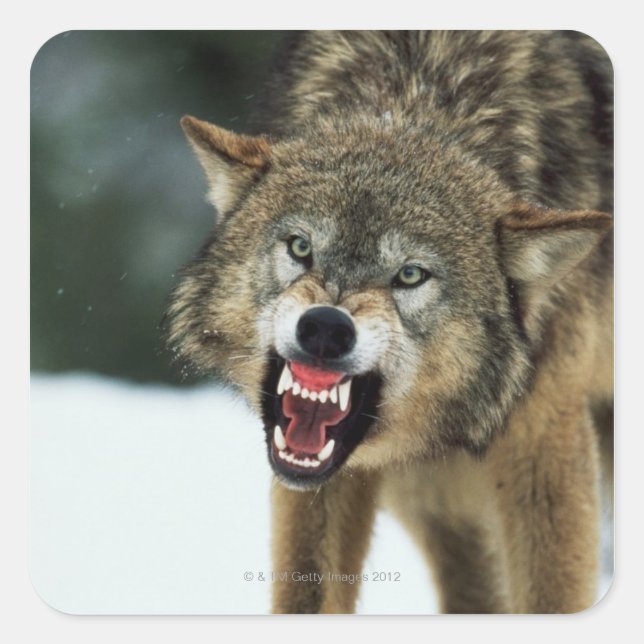 Adesivo Quadrado Snarling cinza wolf (Frente)