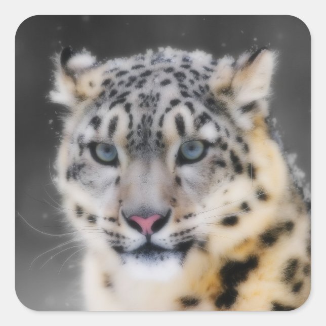 Adesivo Quadrado Snow Lepard (Frente)