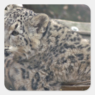 Adesivo Quadrado Snow Lepard