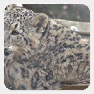 Adesivo Quadrado Snow Lepard