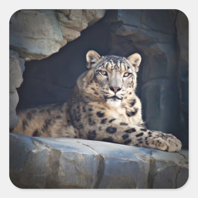 Adesivo Quadrado Snow Lepard (Frente)