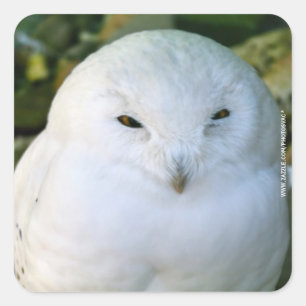 Adesivo Quadrado Snowy Owl