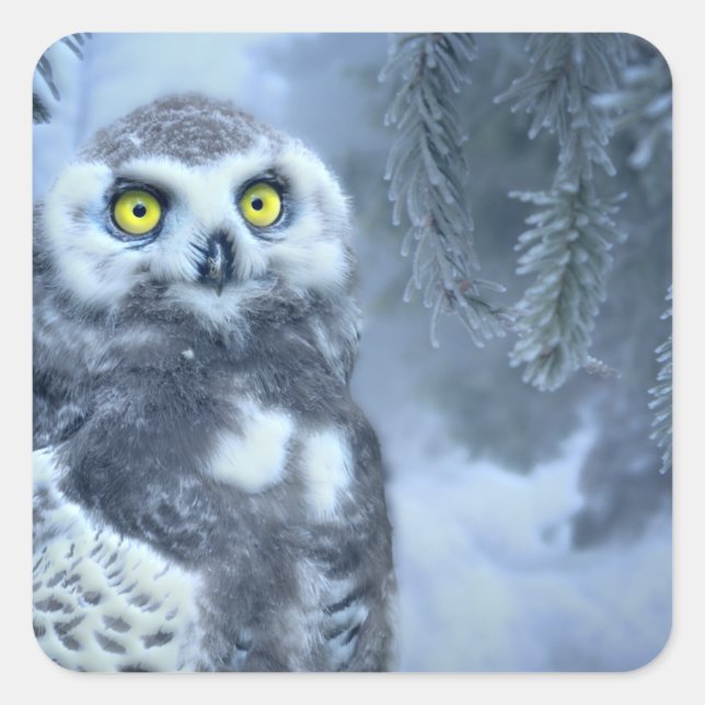 Adesivo Quadrado Snowy Owl no inverno (Frente)