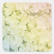 Soft Pastel Rainbow Hydrangea