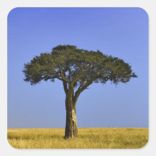 Adesivo Quadrado Solteiro Acacia tree em planícies de grama, Masai