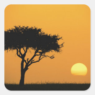 Adesivo Quadrado Solteiro Acacia tree silhuetado ao nascer do sol, 