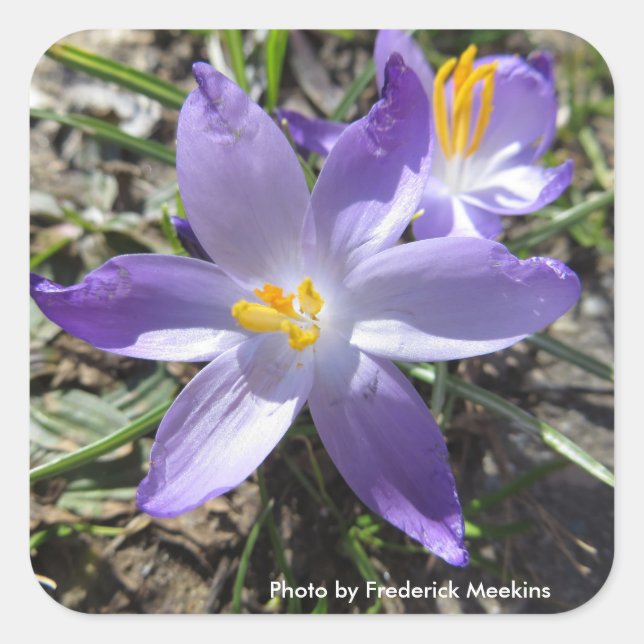 Adesivo Quadrado Solteiro Crocus (Frente)