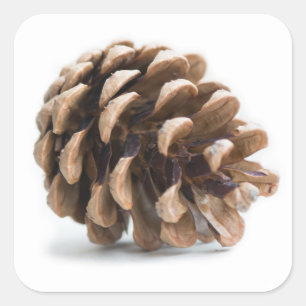 Adesivo Quadrado Solteiro pinecona