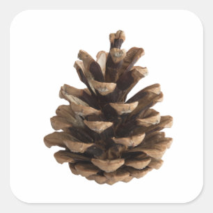 Adesivo Quadrado Solteiro pinecona
