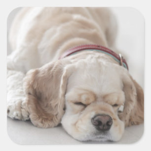 Adesivo Quadrado Sono do cão de cocker spaniel