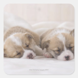 Adesivo Quadrado Sono do Corgi dois Galês