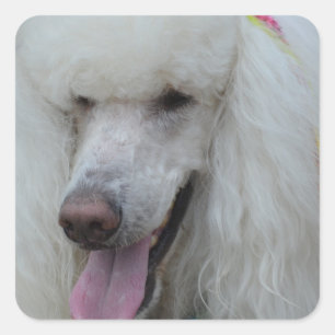 Adesivo Quadrado Sorrindo a caniche padrão branca