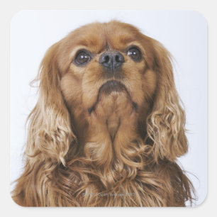 Adesivo Quadrado Spaniel de rei Charles descuidado que olha acima